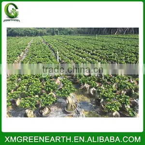 Ginseng Ficus 4kg thumbnail-2