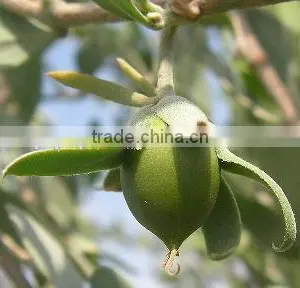 Natural Jojoba Oil Wholesale thumbnail-2