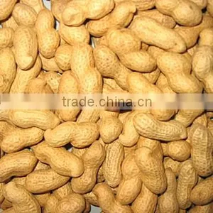 Roasted Peanuts Inshell thumbnail-1