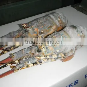Frozen Ornatus Lobster (whole) thumbnail-1