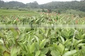Arrowroot Starch thumbnail-2