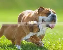 Neem Pet Shampoo thumbnail-3