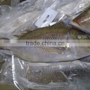 FROZEN EMPEROR FISH thumbnail-4