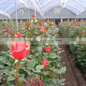 Fresh Cut Roses thumbnail-5