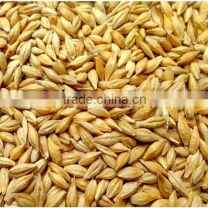 Factory Directly Hot Sale Barley Eremursine Malt Extract Powder thumbnail-2