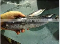 New Arrival Frozen Bonito Fish thumbnail-1