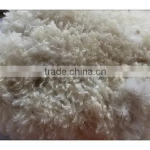 Australia Merino Clipped Raw Wool thumbnail-1
