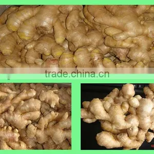 China Organic Fresh Ginger Suppliers thumbnail-1