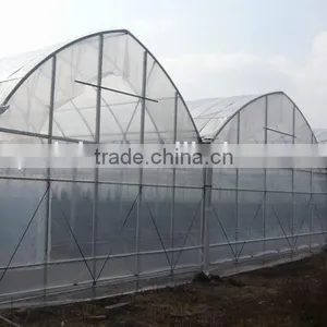 Simple Single Flower Cultivation in Greenhouse thumbnail-1