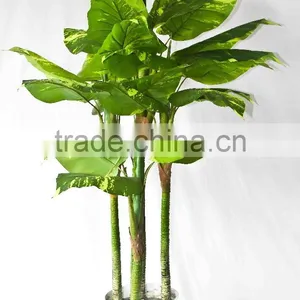 Supply Evergreen Bonsais thumbnail-1