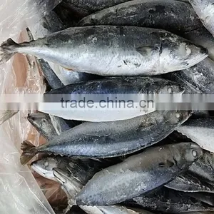 Block Frozen HACCP Mackerel Fish thumbnail-2