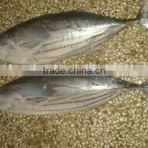 Newly Skipjack Tuna thumbnail-1