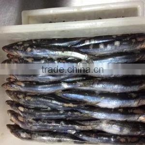 New Landing Sea Frozen Anchovy thumbnail-1