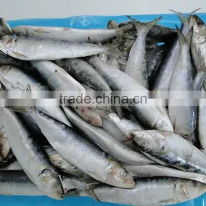 Best Price for Canning Frozen Sardine Seafood thumbnail-1