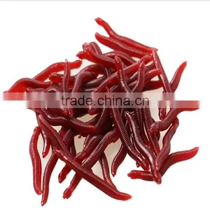 Hot- Sale Fishing Bait Earthworm Bait Wholesale thumbnail-4