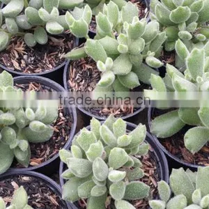Cotyledon Tomentosa Decorative Plants Echeveria, Succulent Plants, Tropical Plants thumbnail-1