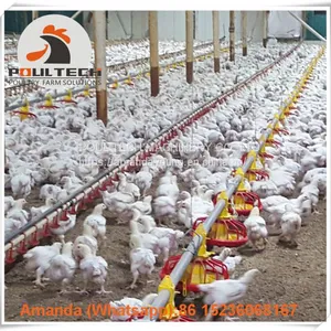 Mexico Brooding Room Poultry Farm Equipment Broiler Floor Raising System & Chicken Deep Litter System With Automatic Drinking & Feeding Pan System in Chicken Coop thumbnail-1