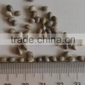 Hemp Seed thumbnail-1