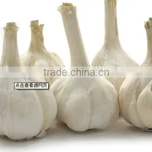 Garlic thumbnail-1