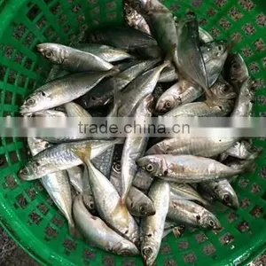 Horse Mackerel Supplier From China With Size 70 -90 g / Pcs thumbnail-1