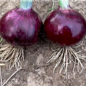 100g Bulk Sale Good Price Hybrid f1 Common Bulb Onion Red Onion Seeds for Sale thumbnail-3