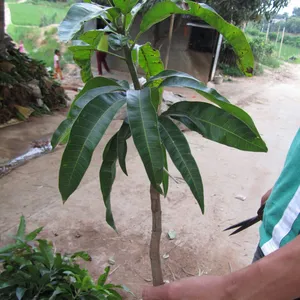 Tropical Fruit Trees Mango Trees With Grafting Janpan Korea Asian Mango Trees thumbnail-1