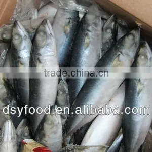 Whole Pacific Macherel thumbnail-2