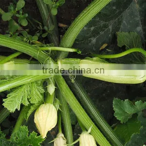 Pumpkin No.1 Long Shape Light Green Skin Hybrid Pumpkin Seeds thumbnail-2
