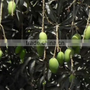 Fresh Sweet Mango From Pakistan Now Available thumbnail-1