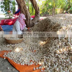 New Crops Fresh Garlic 4.5cm-6.0cm thumbnail-2