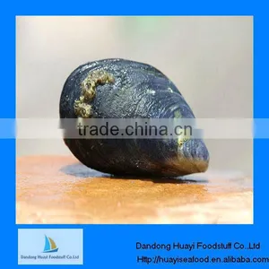 Frozen Boiled Blue Mussel Meat 300-500 thumbnail-1
