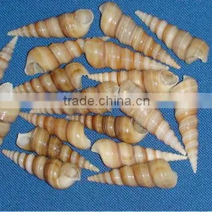 Sea Shell Beads for Art and Crafts, Kids Crafts, Scrapbooking, Jewelry Designers thumbnail-1