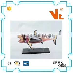 V-AM052 4D MASTER Shark Specimens Anatomical Model thumbnail-4