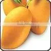 Fresh Mango Pulps thumbnail-1