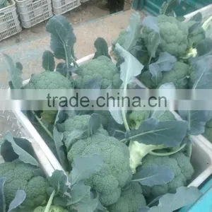 Fresh Broccoli thumbnail-2