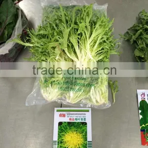 Fresh Endive thumbnail-2