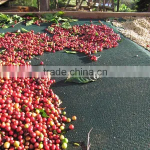 Robusta Coffee thumbnail-4