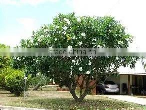 Blooming Plumeria Obtusa thumbnail-4