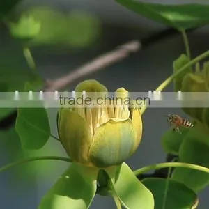 Fresh Cut Multicolor Tulips Flowers thumbnail-3