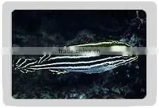Yellow Lined Sweetlip Fish thumbnail-1