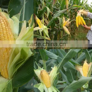Compound NPK Fertilizer 26-5-10 For Corn thumbnail-4