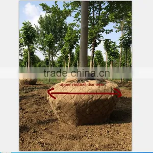 Hydraulic Tree Spade or Tree Transplanter for Excavator thumbnail-6