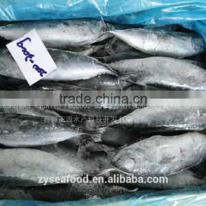 Block Shape Ship Frozen Bonito Best Exporter thumbnail-2