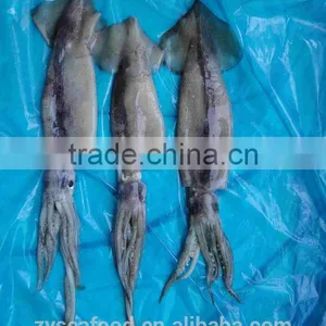 Frozen Illex Argentina Squid thumbnail-1