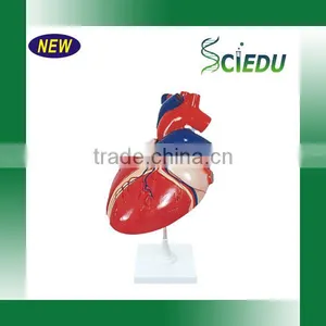 Anatomy High Quality 3 Times Life Size Jumbo Type Heart Model thumbnail-1