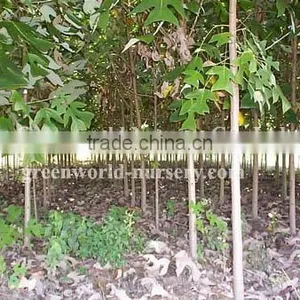 Liriodendron Tulipifera for Sale thumbnail-1