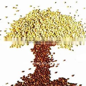 Organic Buckwheat Kernel thumbnail-1