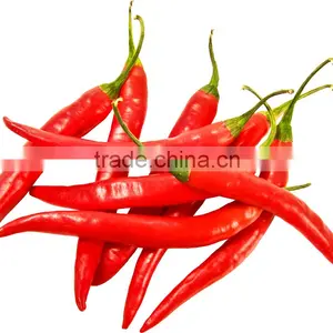 Fresh Hot Red Chili Exporting to China thumbnail-1