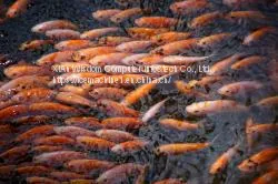 150g -5000g /h Ozone Generator for Air And Aquaculture Water Treatment thumbnail-3