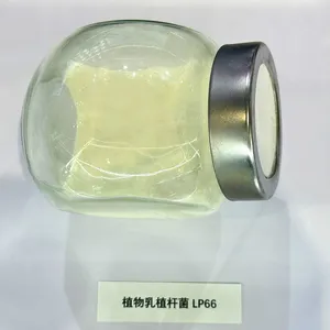 High Activity Freeze-dried Lactobacillus Plantarum Powder Food Grade Bulk Probiotics for Gut Health Supplements & Food Industry thumbnail-1